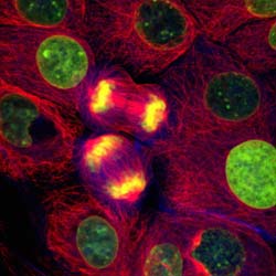 ������ � ��������