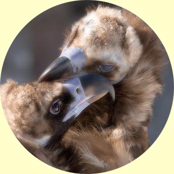 ������ ������ 2 - ����� ��������� ������ �������