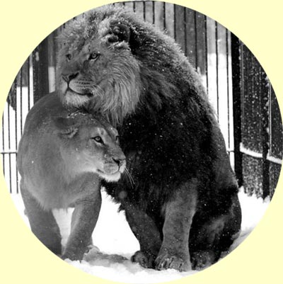 ������ ������