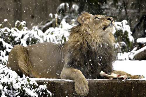 Религия & Каннские львы