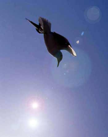 �������� ��������� ������� ������ �������� ������ �����