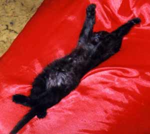 ������ � ����������