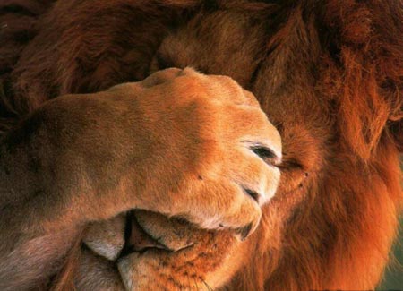 Стресс и Каннские львы