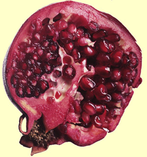 �����, ��������� �� ��������