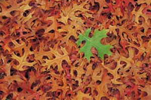 ����� ������ �������