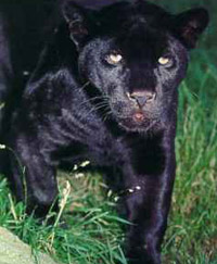 ����� �� ������ ������� ��������