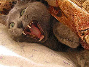 ����� ������ ������� � ������ ����. � - ���� �������