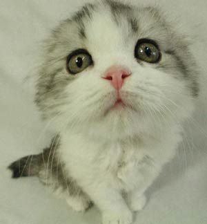 � �� ������� ������������ �����