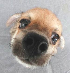 ��� ���� �����-������� �������