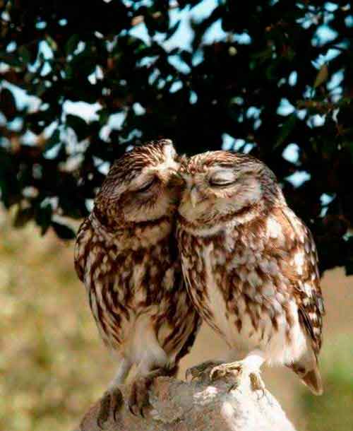 ������ �������