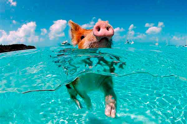 ����� ���� ����� ������